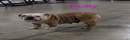 English Bulldog dogs for sale: AKC Polly  - Ad 6