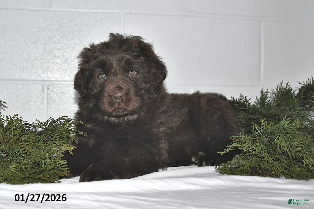 Newfoundland dogs for sale: Mindy - Ad 5