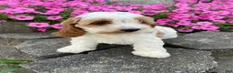 Mixed Breed dogs for sale: Ruby - Ad 3