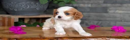 Cavalier King Charles Spaniel dogs for sale: Lady - Ad 5