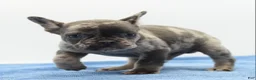 Mixed Breed dogs for sale: Zen blue merle  - Ad 12