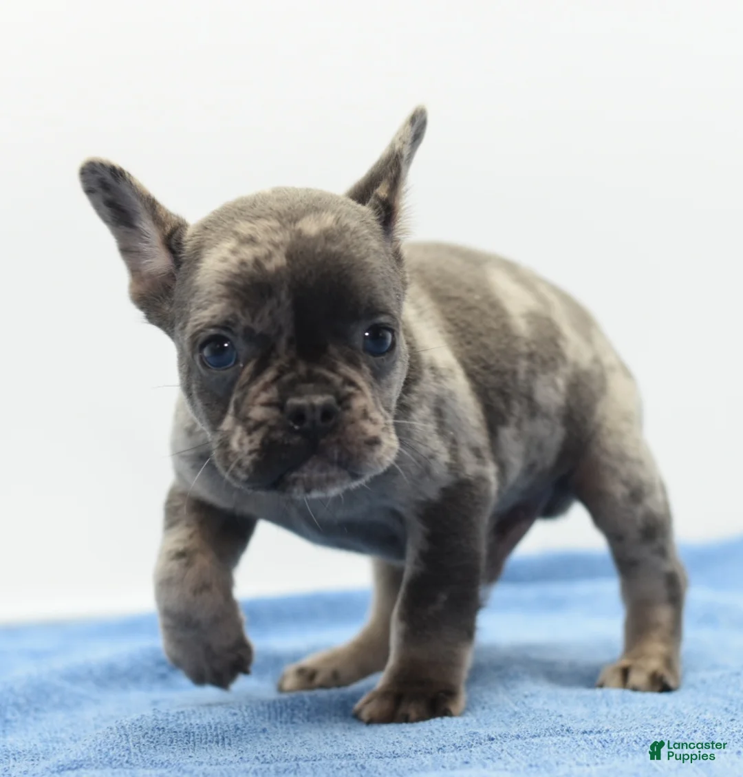Mixed Breed dogs for sale: Zen blue merle  - Ad 12