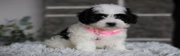 Maltipoo dogs for sale: Bonnie - Ad 9