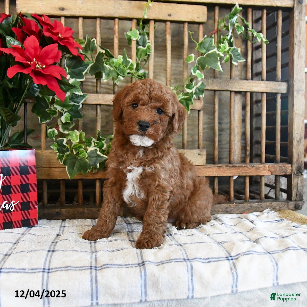 Mini Goldendoodle dogs for sale: Foster - Ad 3