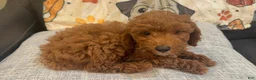 Goldendoodle dogs for sale: Gold - Ad 1