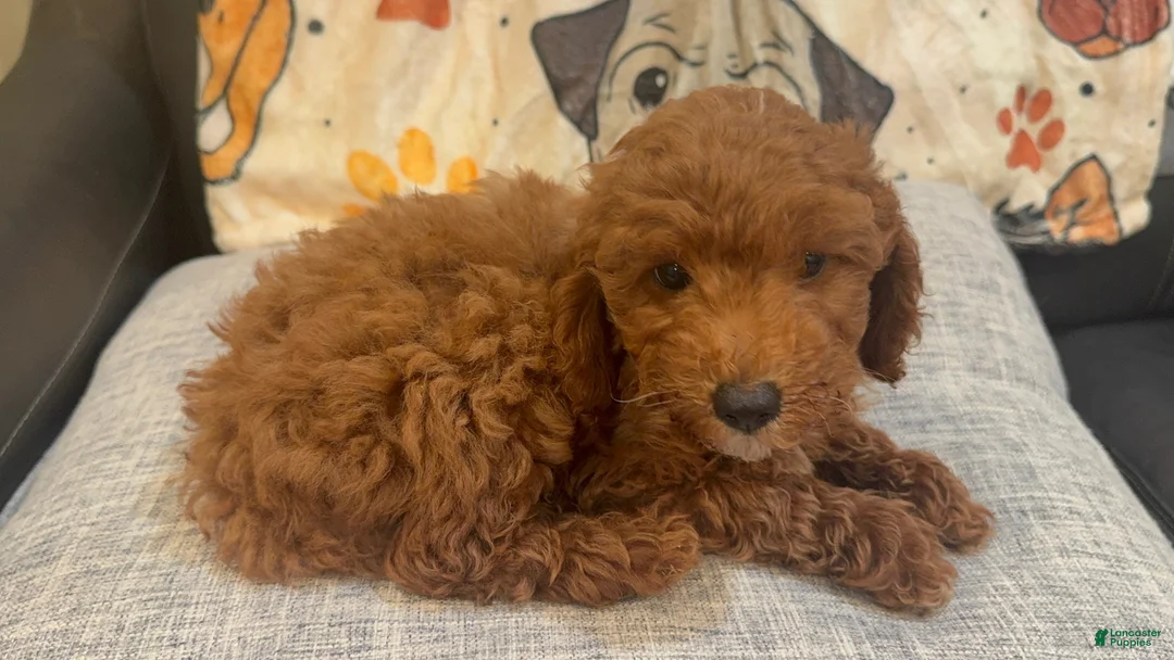 Goldendoodle dogs for sale: Gold - Ad 1