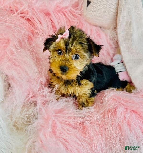Yorkshire Terrier dogs Yorkshire Terrier Puppy 1 - Ad 26