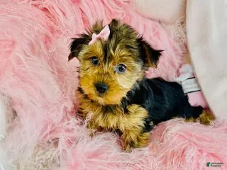 Yorkshire Terrier dogs Yorkshire Terrier Puppy 1 - Ad 21