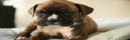 Boxer dogs for sale: Jones - Ad 4