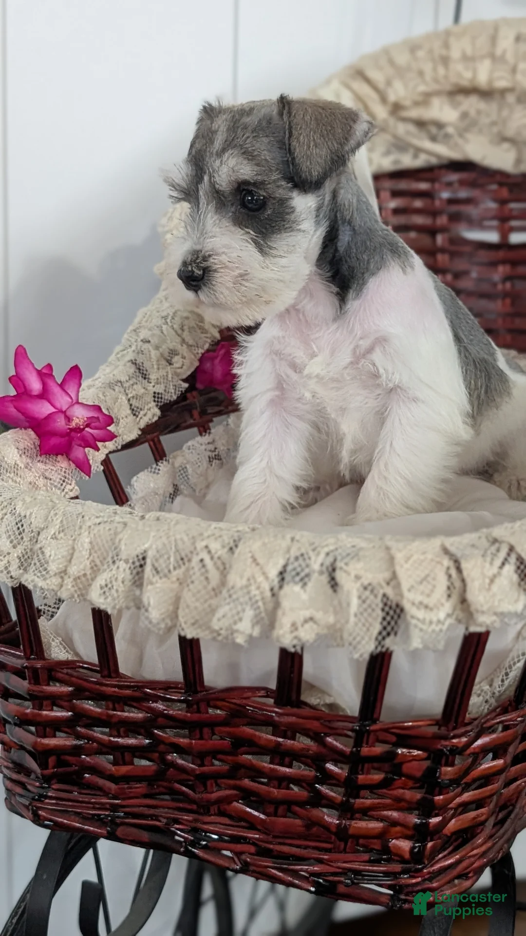 Miniature Schnauzer dogs for sale: Macy - Ad 8