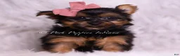 Yorkshire Terrier dogs for sale: Beauty - Ad 3