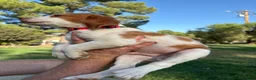 Brittany Spaniel dogs for sale: Brittany Spaniel 4 - Ad 8