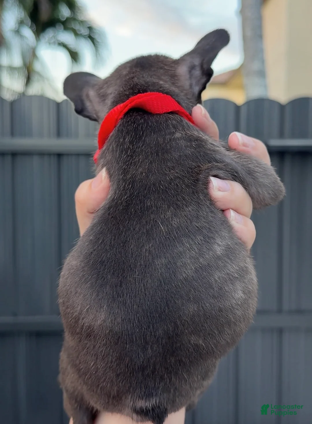 French Bulldog dogs for sale: Nyx - Ad 3