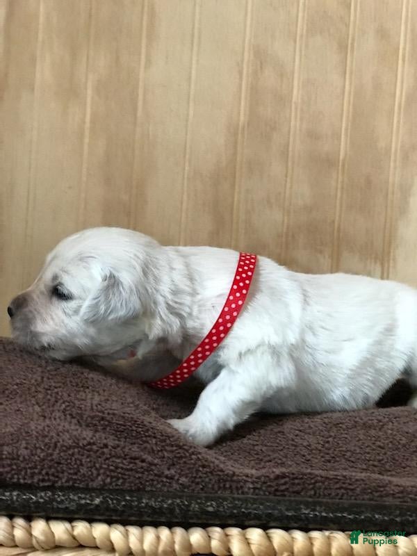 Golden Retriever dogs Mr Red  - Ad 29