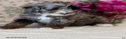 Mini Sheepadoodle dogs for sale: Bella   - Ad 10
