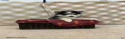 Pomsky dogs for sale: Pogo - Ad 4