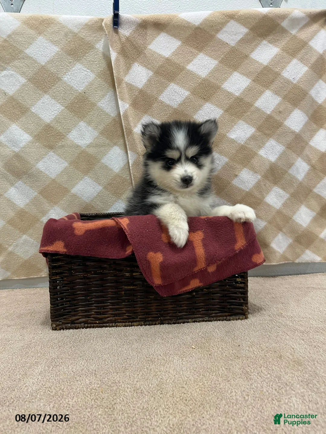 Pomsky dogs for sale: Pogo - Ad 4