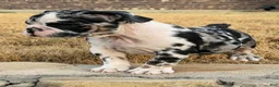 English Bulldog dogs for sale: Waffles - Ad 4