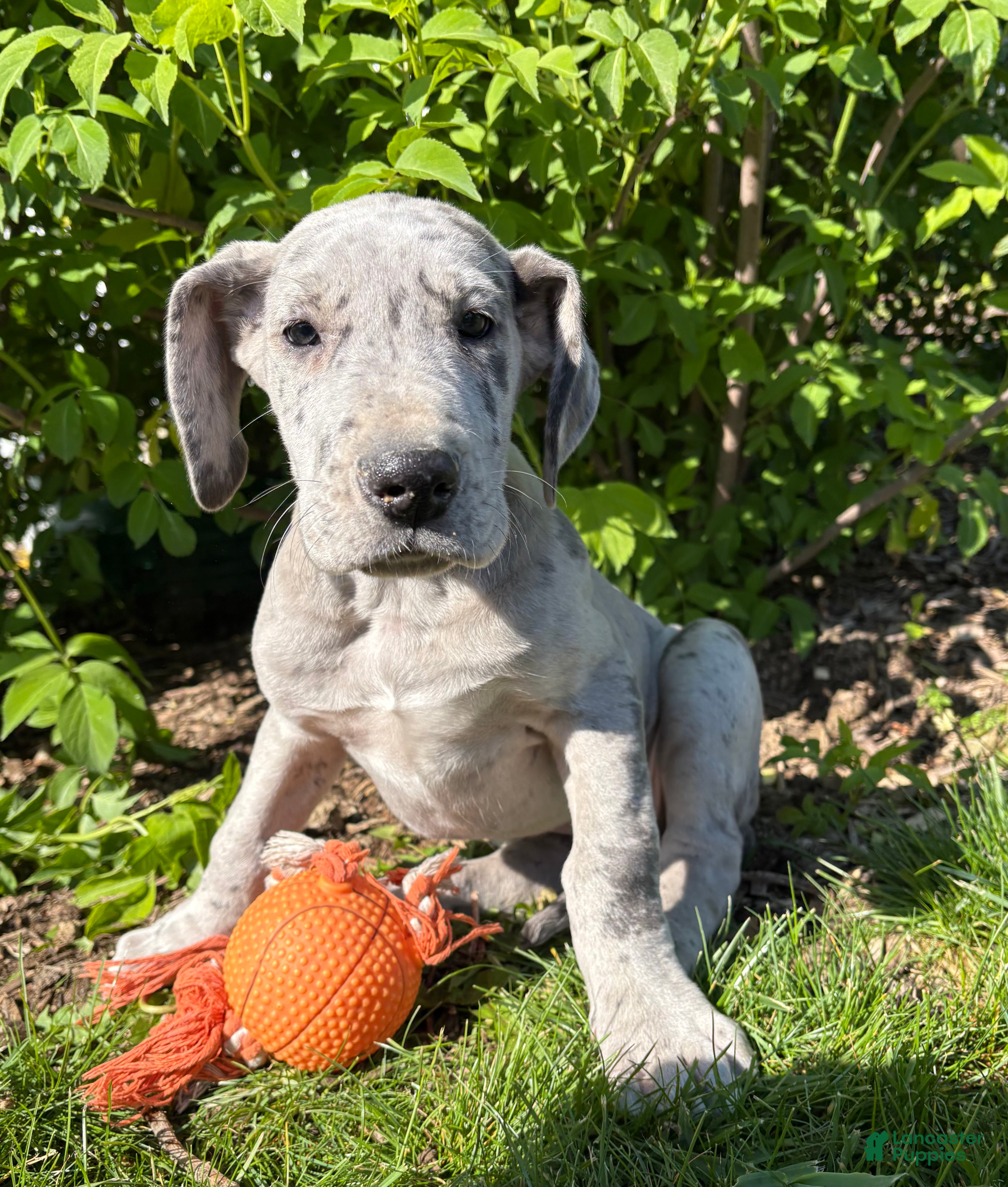 Great Dane dogs Truly - Ad 2