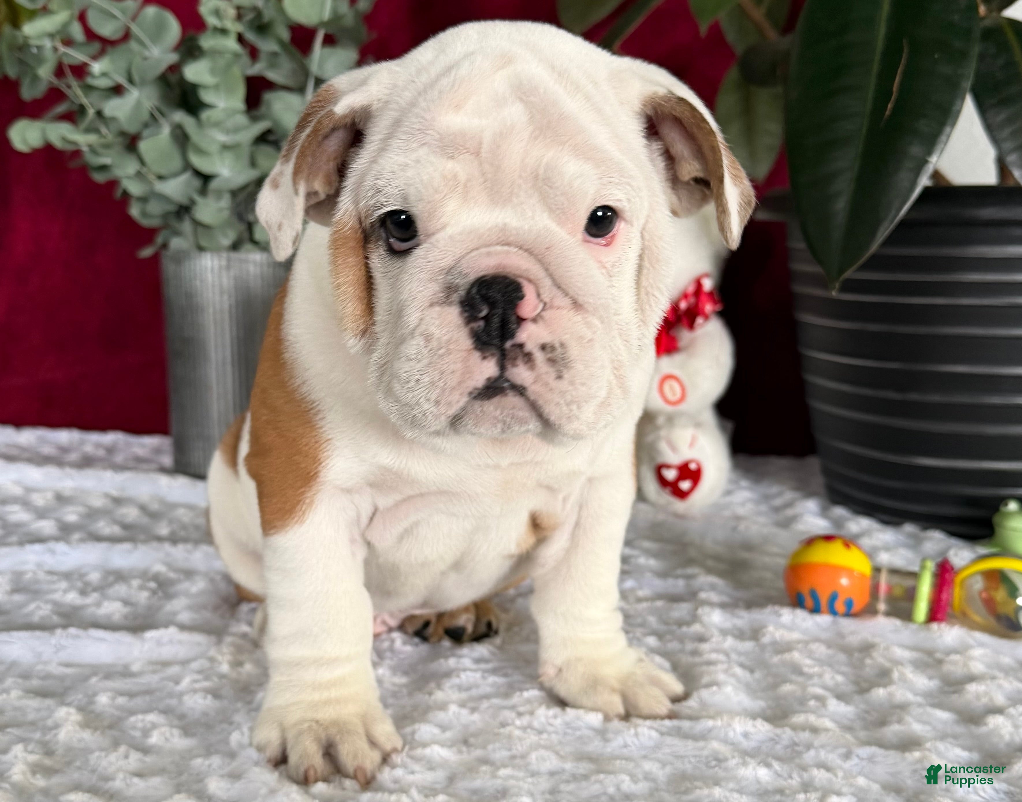 English Bulldog dogs Theo - Ad 31