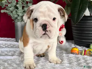 English Bulldog dogs Theo - Ad 31