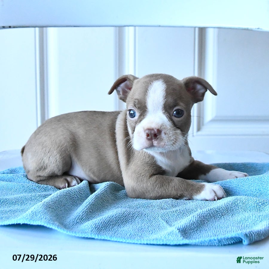 Boston Terrier dogs Tiny - Ad 1