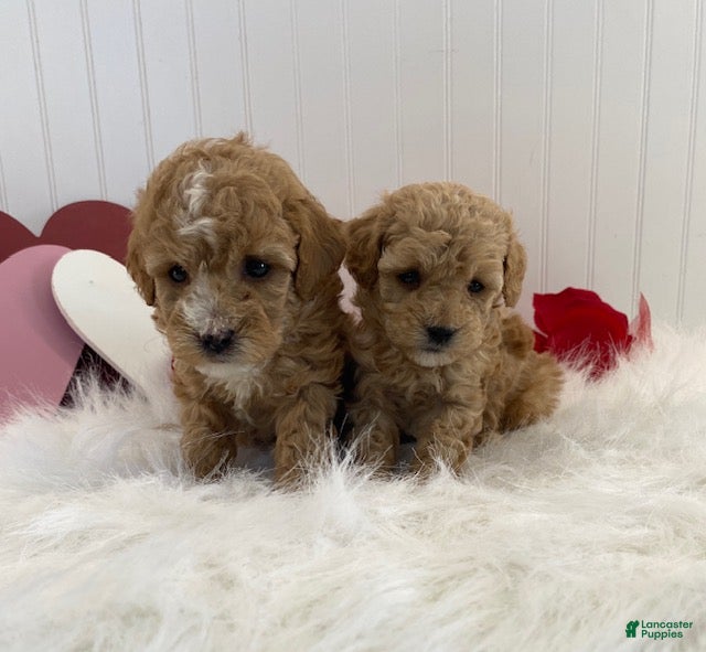 Toy Poodle dogs Frisco - Ad 2
