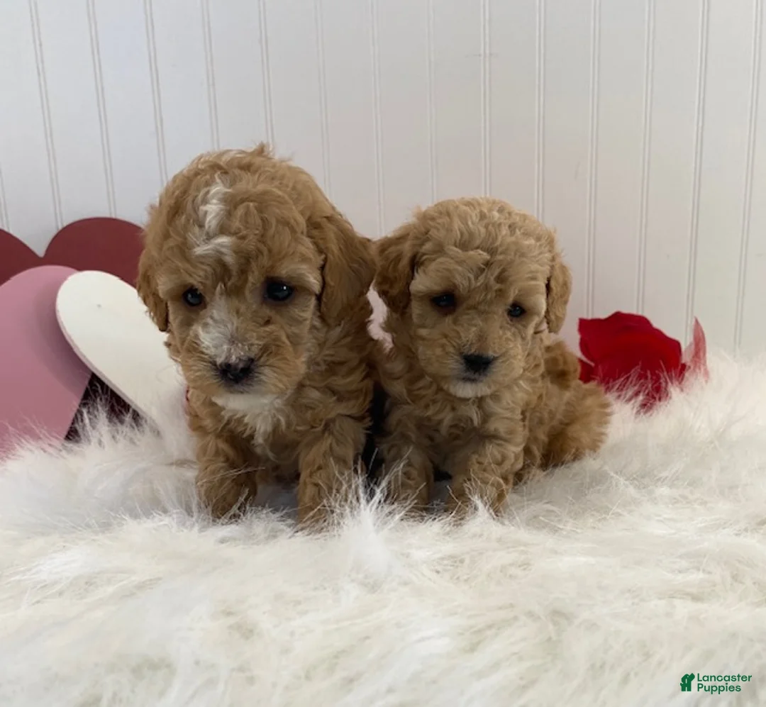 Toy Poodle dogs for sale: Frisco - Ad 2
