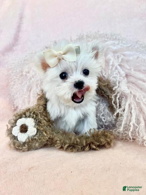 Maltese dogs Maltese Puppy 1 - Ad 1