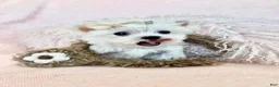 Maltese dogs for sale: Maltese Puppy 1 - Ad 1