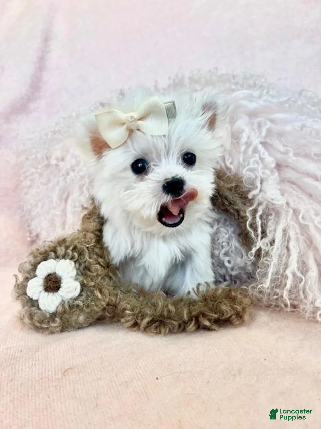 Maltese dogs for sale: Maltese Puppy 1 - Ad 1