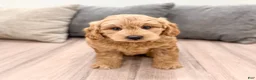 Mini Goldendoodle dogs for sale: King - New Video - Ad 6
