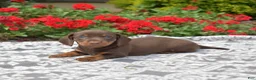 Miniature Dachshund dogs for sale: Luna - Ad 1