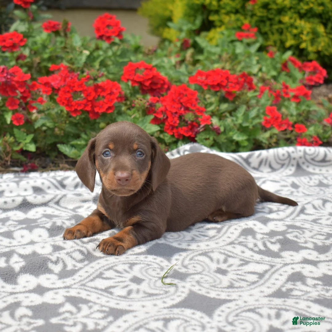 Miniature Dachshund dogs for sale: Luna - Ad 1