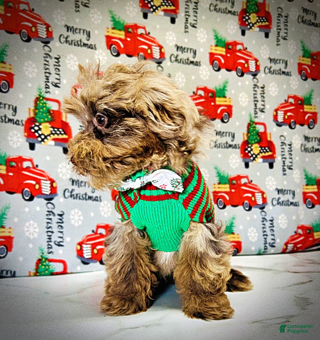 Havapoo dogs for sale: Yoda - Ad 2