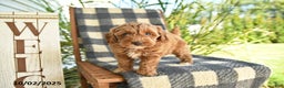 Cockapoo dogs for sale: Mia  - Ad 11