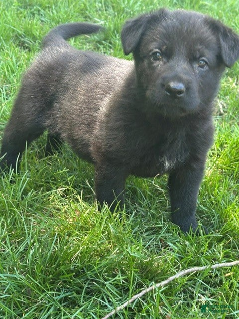 German Shepherd dogs German Shepherd 3 - Ad 1