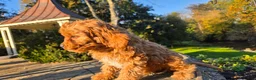 Cavapoo dogs for sale: Zach - Ad 5