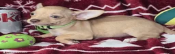 Chihuahua dogs for sale: Carmen Ghia (Hazel eyes) - Ad 3