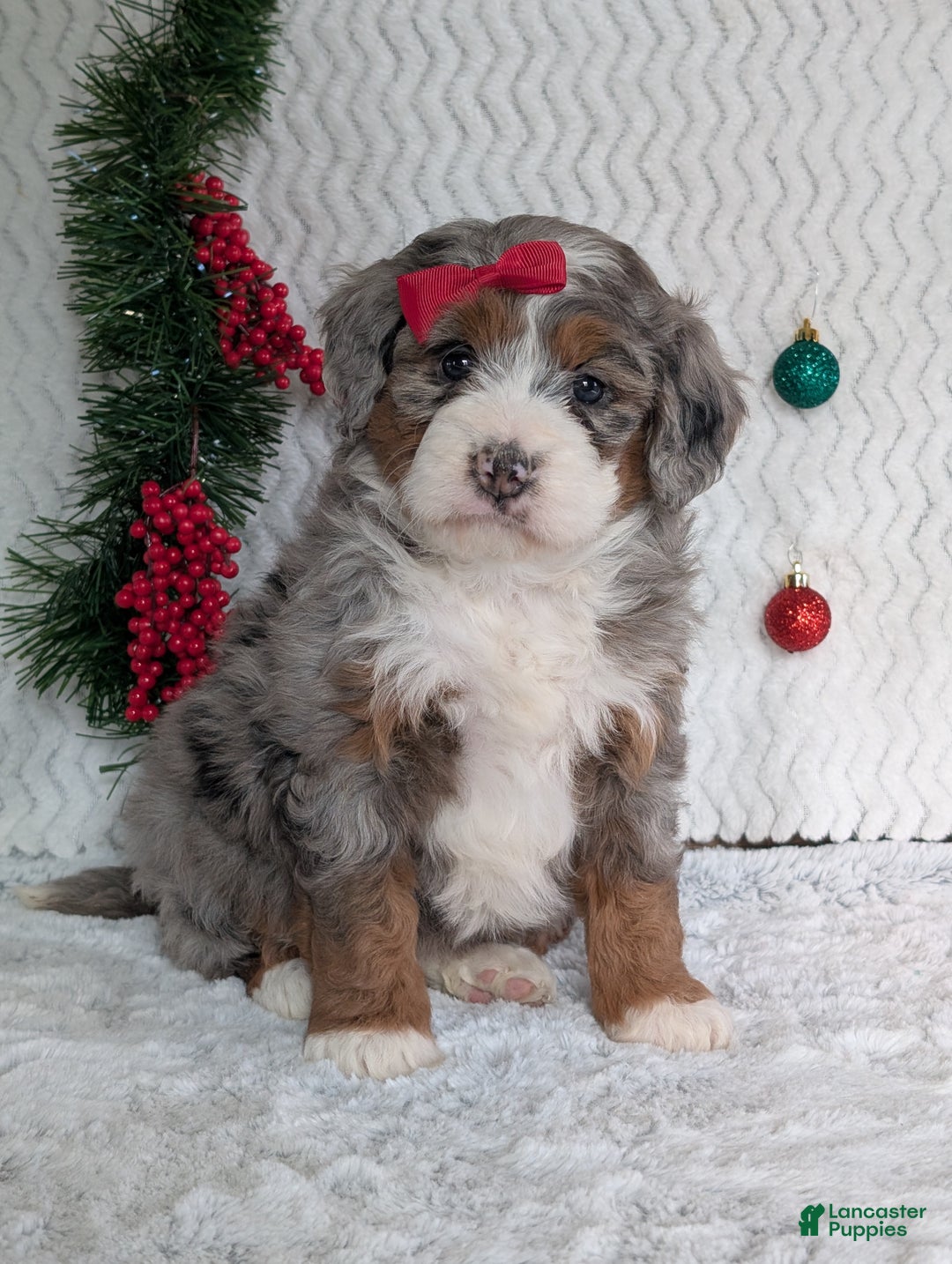 Mini Bernedoodle dogs for sale: Mini Opal  - Ad 29