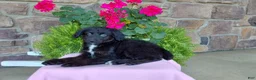 Aussiedoodle dogs for sale: Aussiedoodle 4 - Ad 7