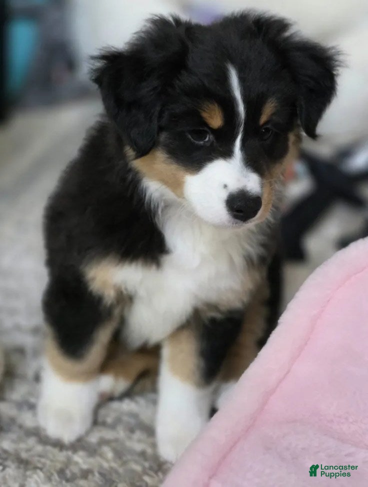 Miniature Australian Shepherd dogs for sale: Mila - Ad 15