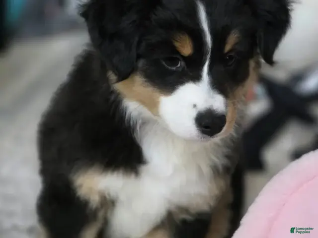Miniature Australian Shepherd dogs for sale: Mila - Ad 15