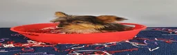 Yorkshire Terrier dogs for sale: Yorkshire Terrier 1 - Ad 4