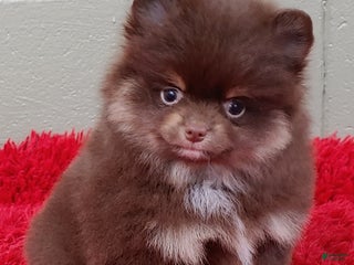 Pomeranian dogs - Ad 24