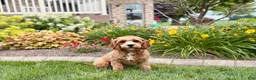 Cavapoo dogs for sale: Henry F1 - Ad 11
