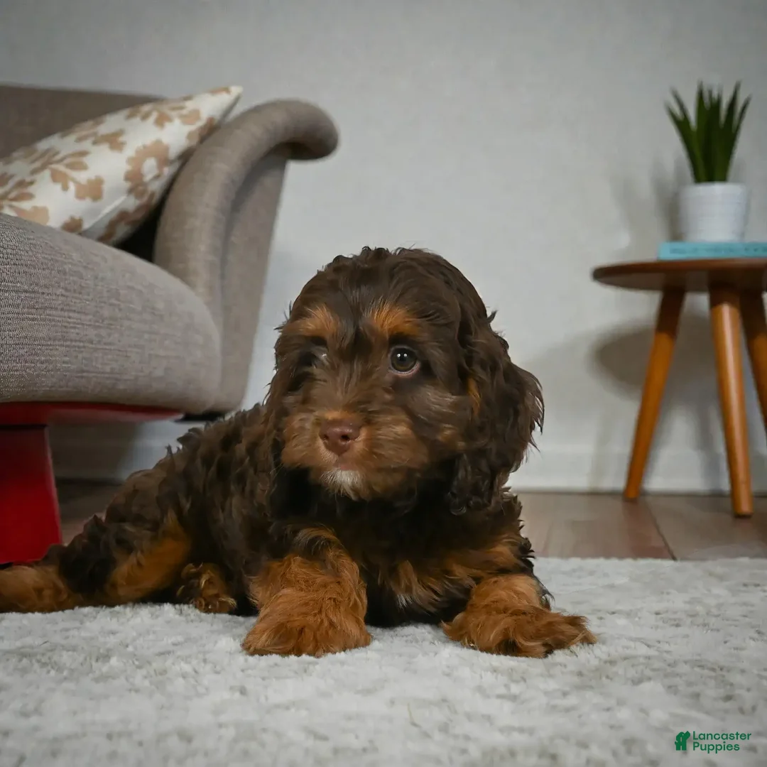 Cockapoo dogs for sale: rocky - Ad 1