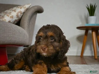 Cockapoo dogs rocky - Ad 40