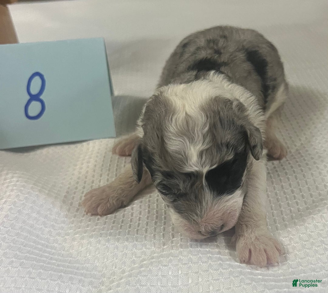 Aussiedoodle dogs for sale: JODY 8 - Ad 6