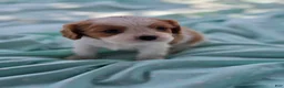 Cavalier King Charles Spaniel dogs for sale: Benji - Ad 3